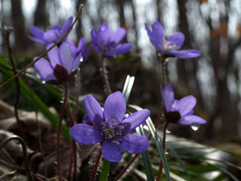 Frühling